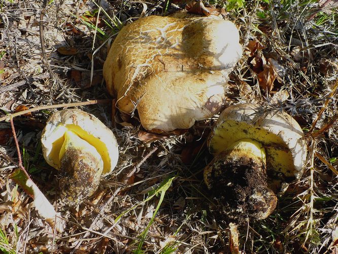 Boletus_fechtneri_Canfaito