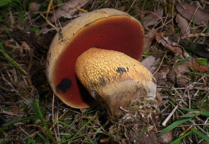 Boletus_luridus