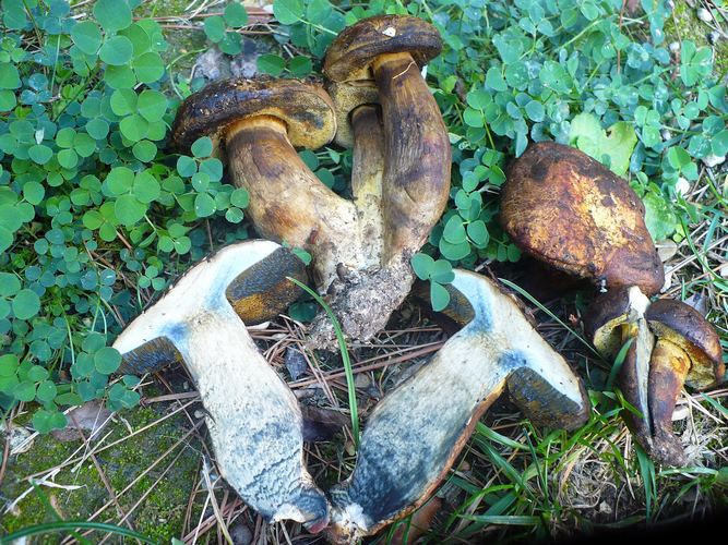 Boletus_pulverulentus_2