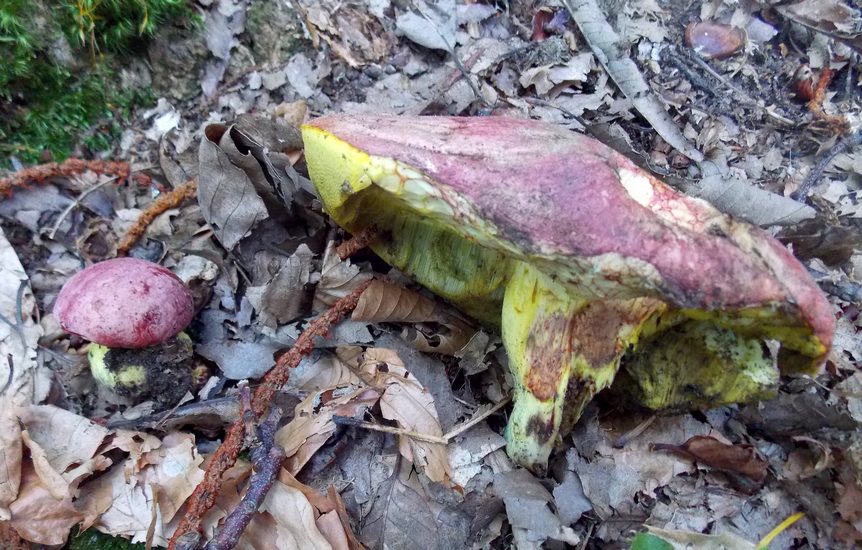 Boletus regius
