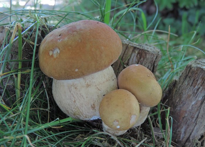 Boletus retic al camm