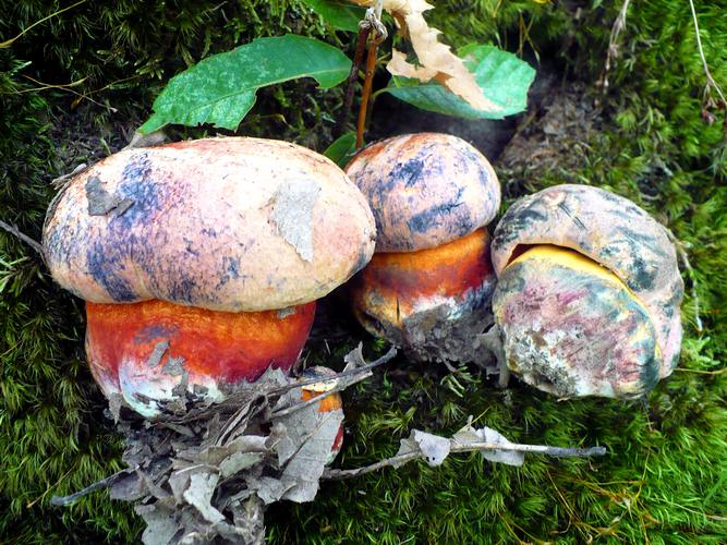 Boletus_rhodopurpureus
