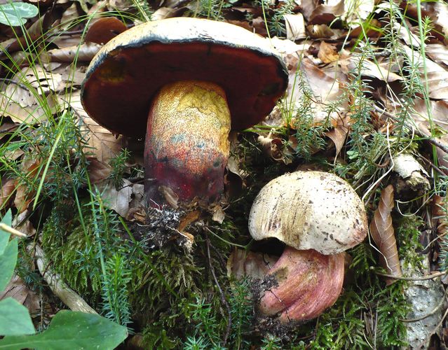 Boletus_rhodoxantus