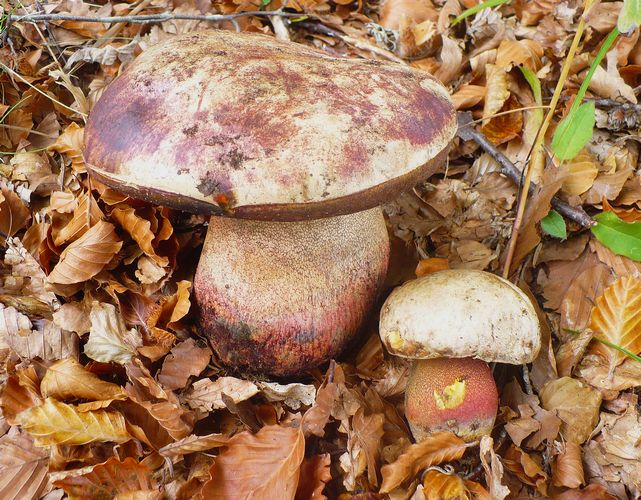Boletus_rodhoxantus_Amiata
