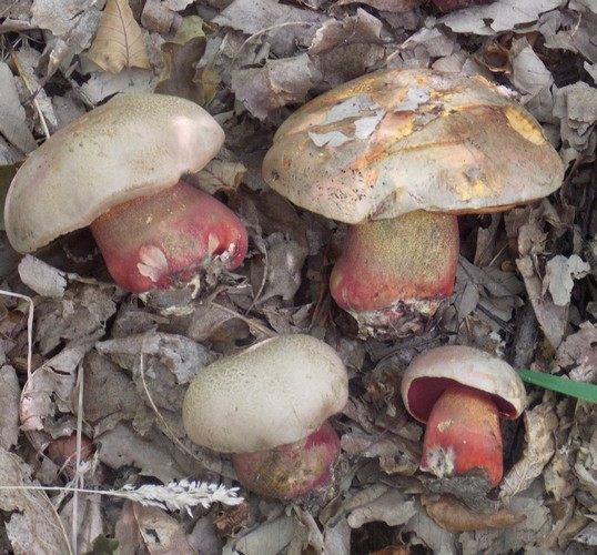 Boletus_satanas_Arquata_del_Tronto