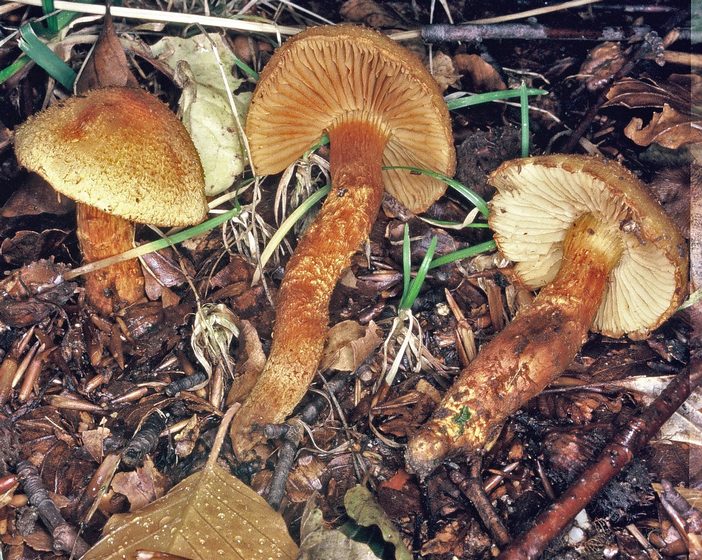CORTINARIUS HUMICOLA sauro