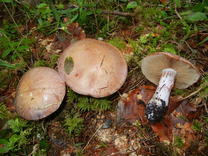 CORTINARIUS_VARIECOLOR_2