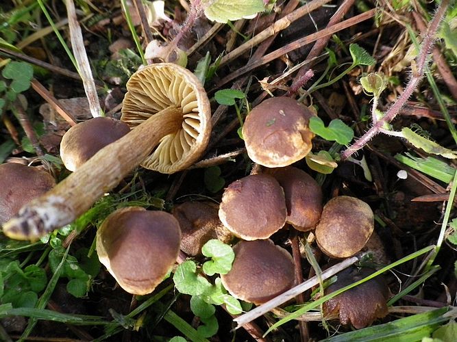 Callistosporium_olivascens_var.donadinii