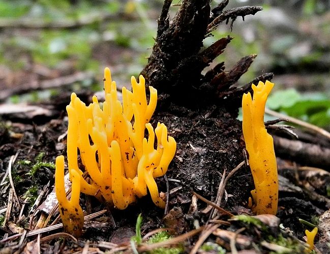 Calocera_viscosa_Canaze_abete_rosso
