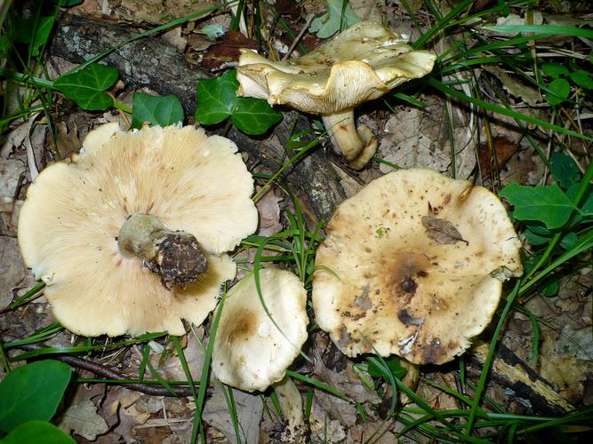 Calocybe_gambosa
