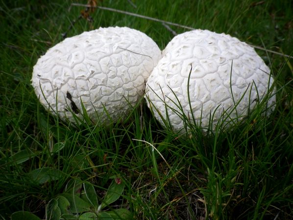 Calvatia_utriformis_Can_Faito_3