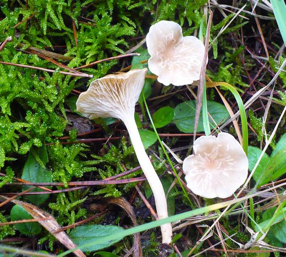 Camarophyllus_fuscescens