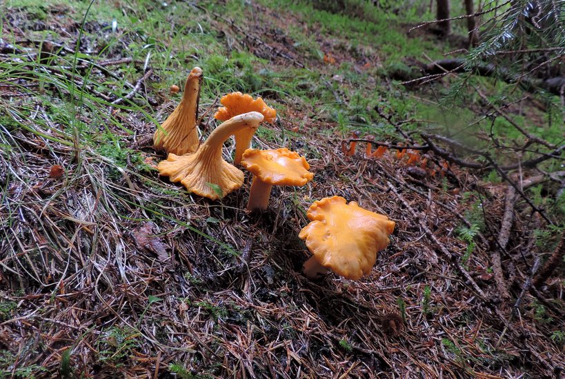 Cantarellus cibarius