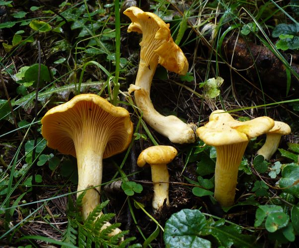 Cantharellus_cibarius_Val_di_Fiemme