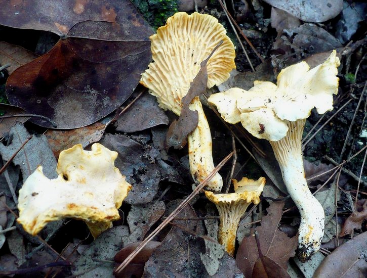 Cantharellus ferruginascens