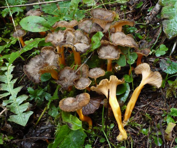 Cantharellus_lutescens_Forni_di_Sopra2