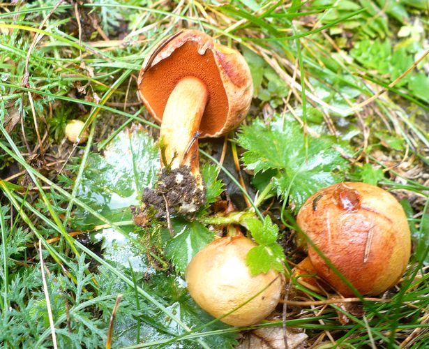 Chalciporus_amarellus