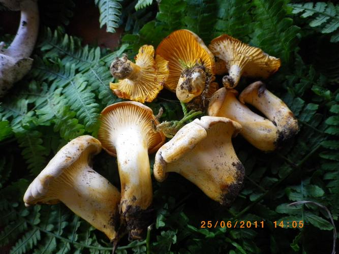 Chantarellus_subpruinosus