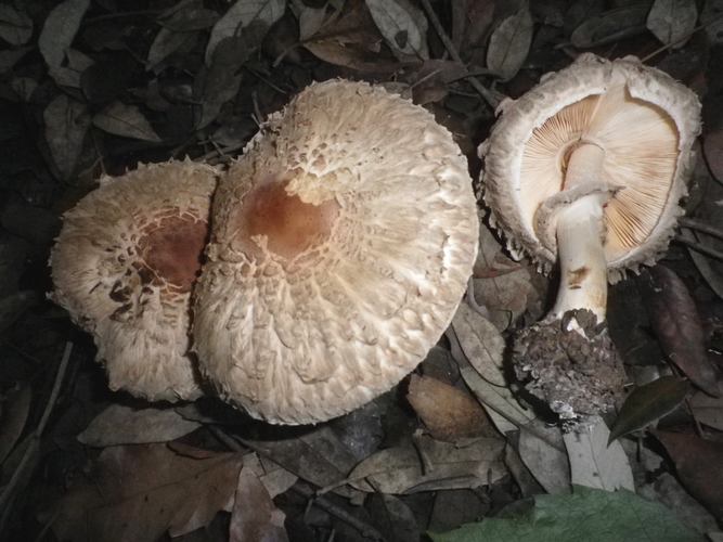 Chlorophyllum_rhacodes_parco_1_Maggio_2