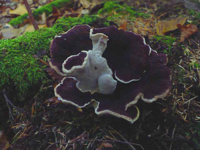 Chondrostereum_purpureum