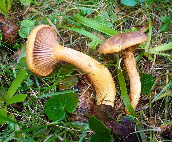 Chroogomphus_helveticus