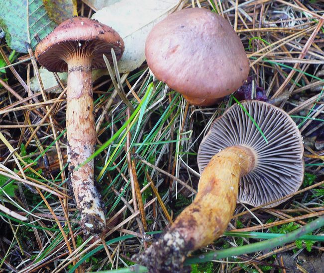 Chroogomphus rutilus