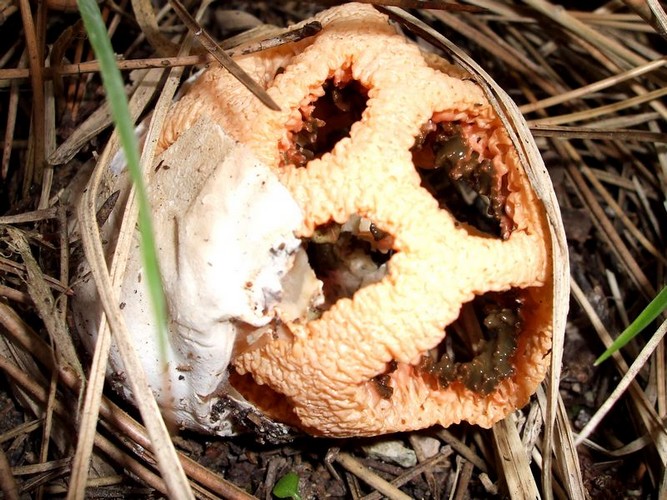 Clathrus_ruber_foto_di_Fabio_Maiolini_Vallacera