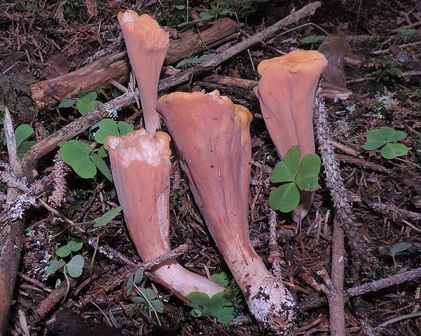 Clav_truncata_Canazei_abete_rosso