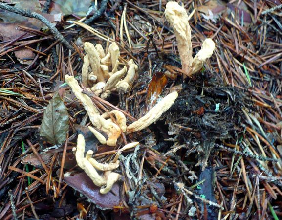 Clavariadelphus_lingula