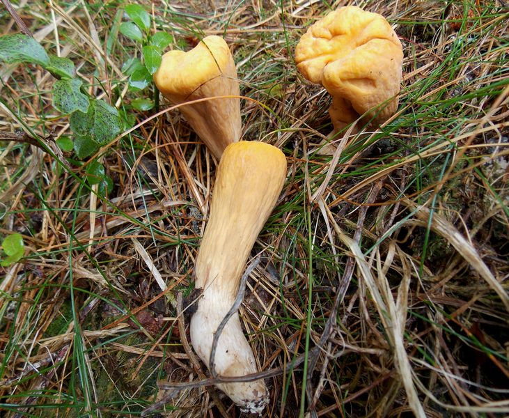 Clavariadelphus truncatus Lavazè