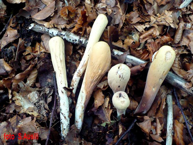 Clavariadelphuus_pistillaris