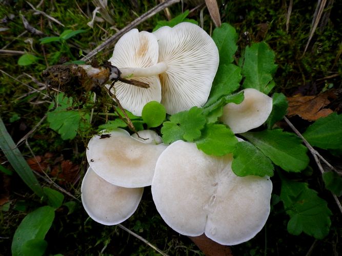 Clitocybe__dealbata_Selva_di_Gallignano