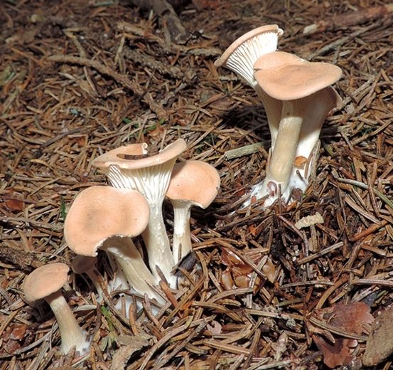 Clitocybe gibba