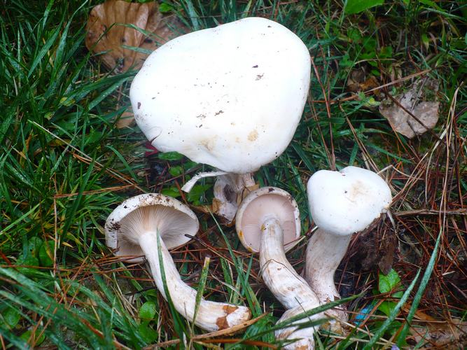 Clitocybe_nebularis_fo.alba