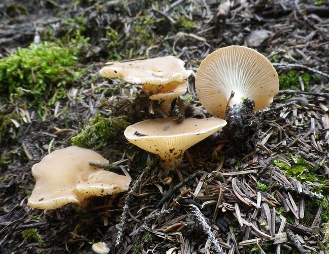 Clitocybe_paepthalmaTesero