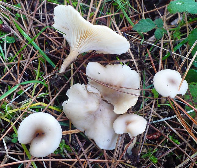 Clitocybe phaephtalma