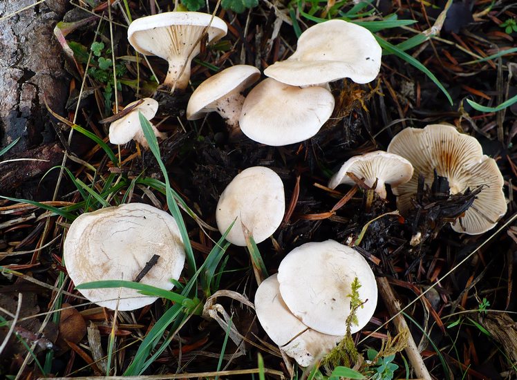 Clitocybe rivulosa