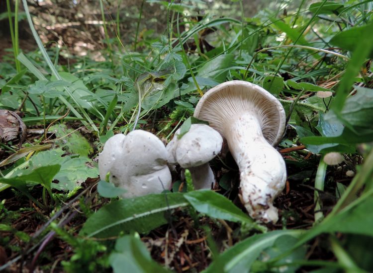 Clitopylus prunuls