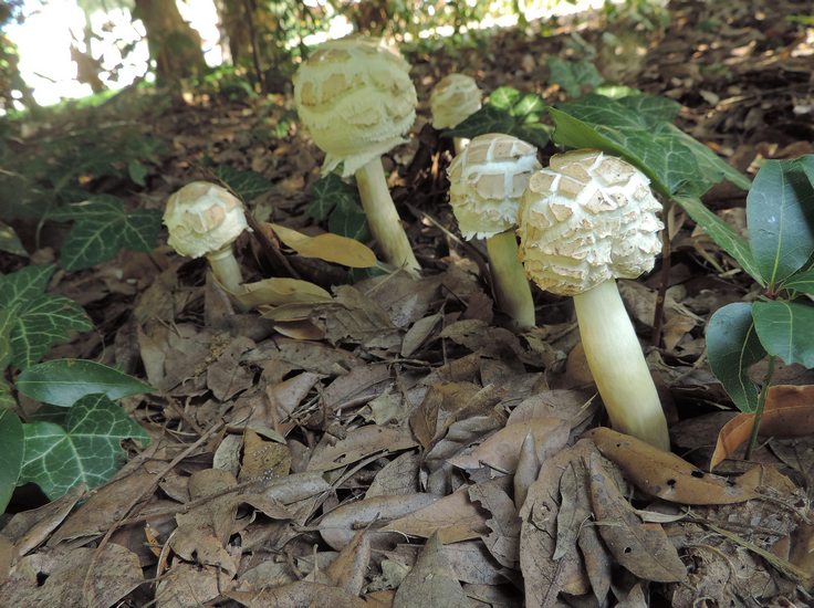 Clorophyllum rachodes Parco Maggio nov Livio