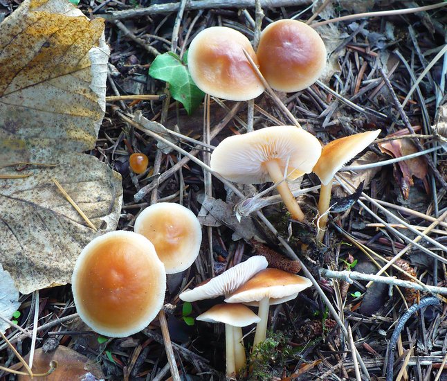 Collibya driophila