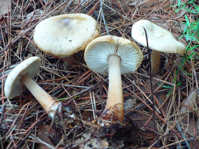 Collybia_butirracea_va.asema