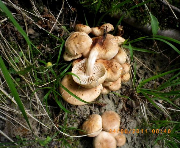 Collybia_fusipes_Altino