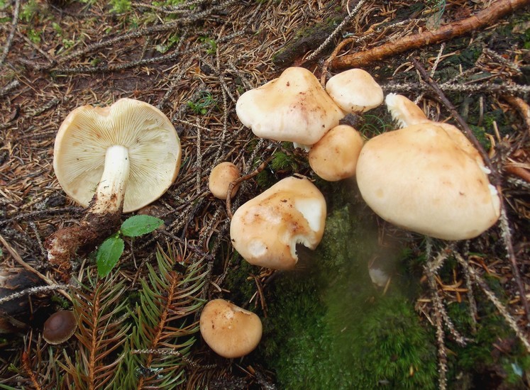 Collybia maculata