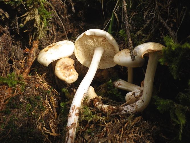 Collybia_maculata_Stava