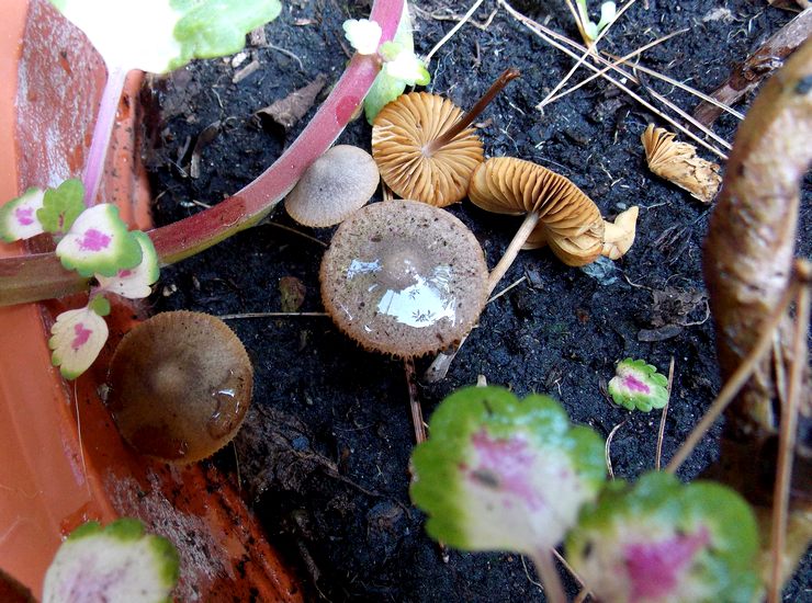 Conocybe subovalis in Coleus blumei