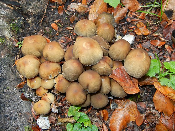 Coprinellus_micaceus