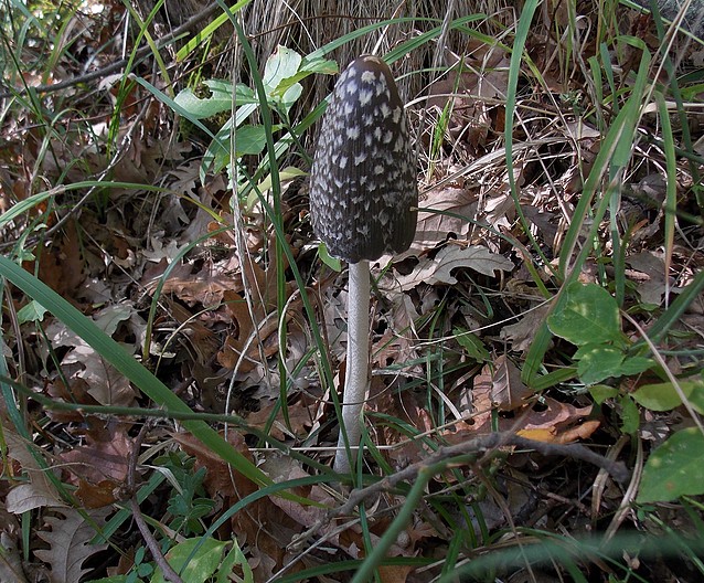 Coprinopsis picacea