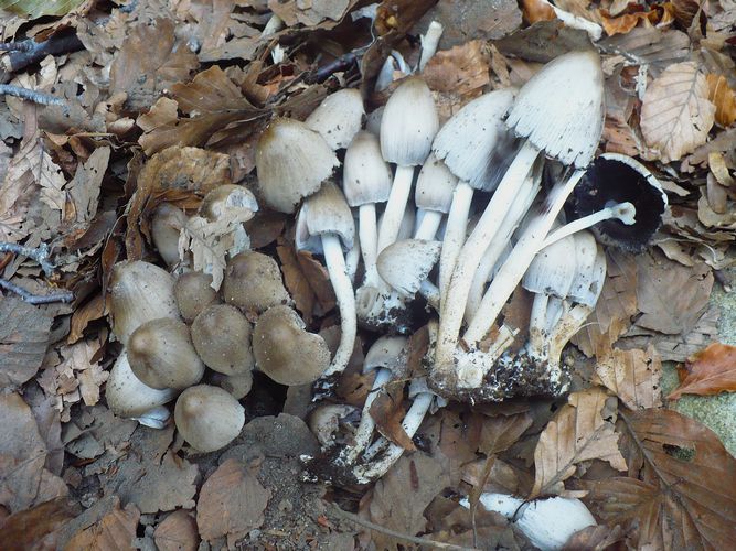 Coprinus_alopecia