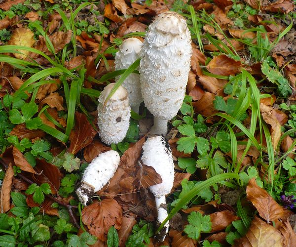 Coprinus_comatus