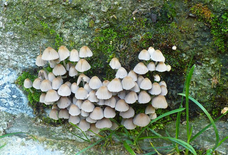 Coprinus_disseminatus
